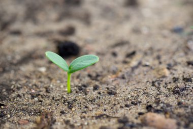 Genç yeşil yaz bahçede Filiz.