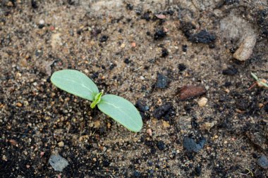Yaz bahçede büyüyen yeni yeşil Filiz.
