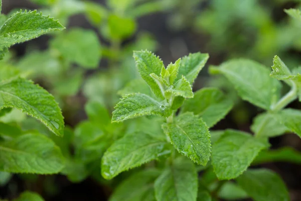  Bahçede yetişen sağlıklı nane.