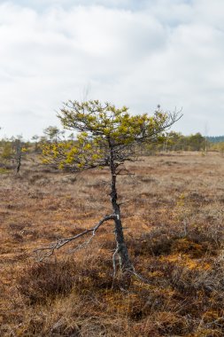 Bataklık Letonya ile milli park peyzaj.