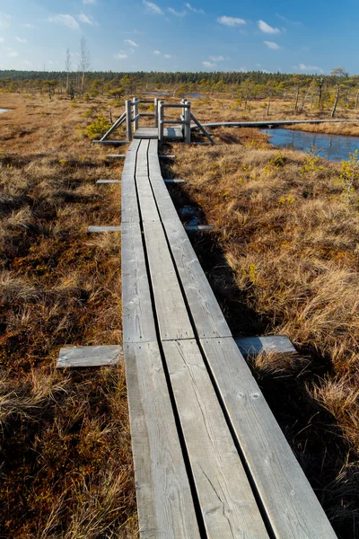 景观的沼泽与通路在拉脱维亚. — 图库照片
