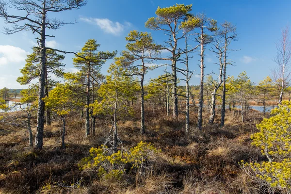 Táj a nemzeti park, mocsarak, Lettország. — Stock Fotó