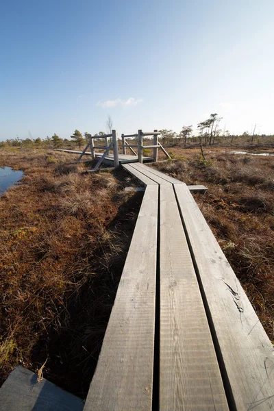 景观的沼泽与通路在拉脱维亚. — 图库照片