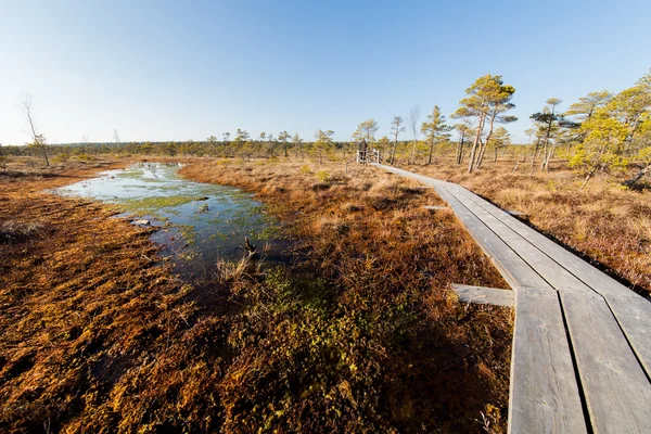 Sumpflandschaft mit Pfad in Lettland. — Stockfoto