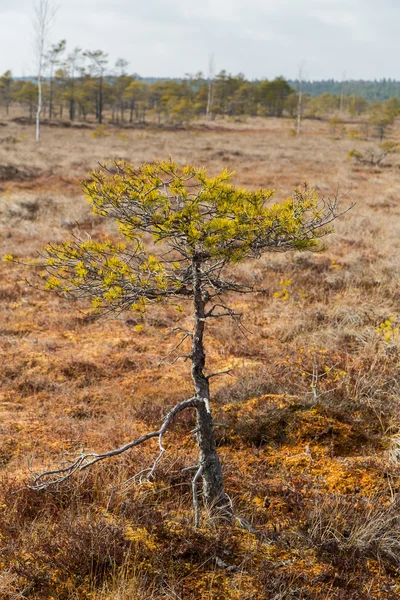 Táj a nemzeti park, mocsarak, Lettország. — Stock Fotó