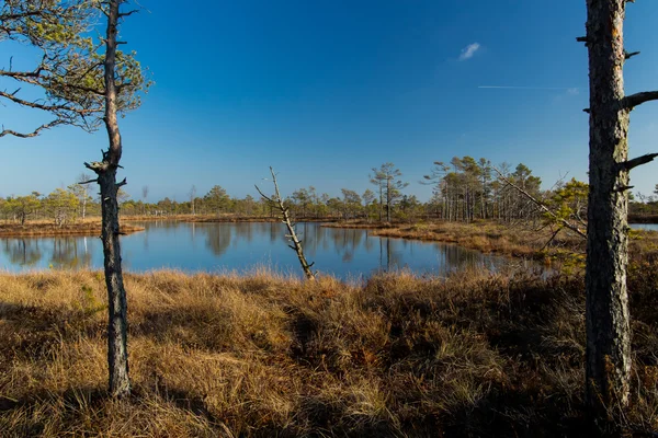 Пейзаж национального парка с болотами в Латвии . — стоковое фото