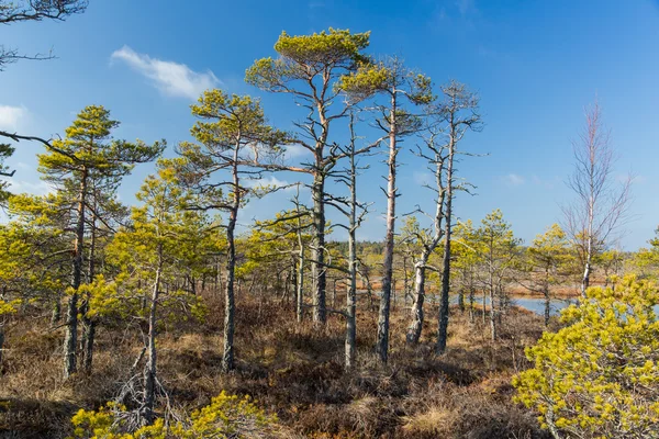 Táj a nemzeti park, mocsarak, Lettország. — Stock Fotó