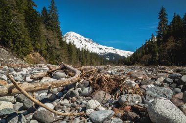 Manzara nehir yatağı dağ Rainier arka plan ile.