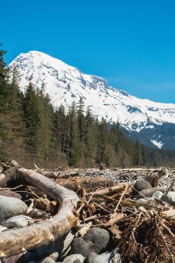 Manzara nehir yatağı dağ Rainier arka plan ile.