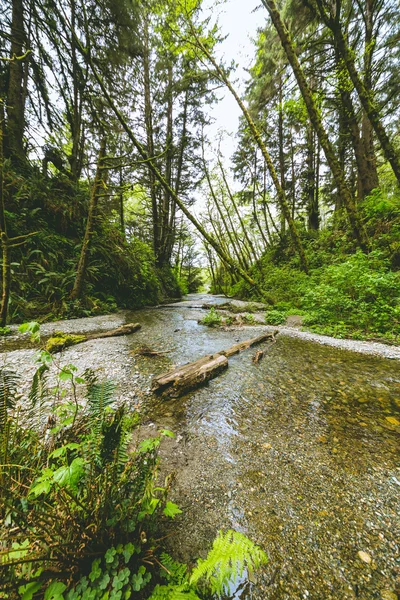 Natursköna Fern canyon creek och nedfallna träd. — Stockfoto