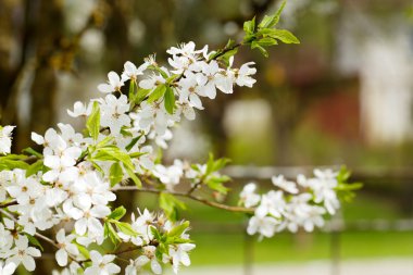 İlkbaharda elma ağacı çiçeği.
