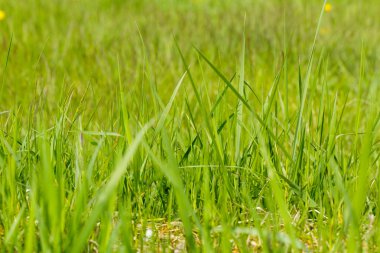 Yaz aylarında taze kalın otların yakın çekim.