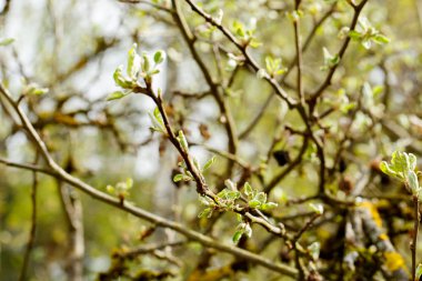 birçok ağaç dalları bir bahar.
