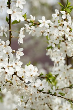 İlkbaharda elma ağacı çiçeği.