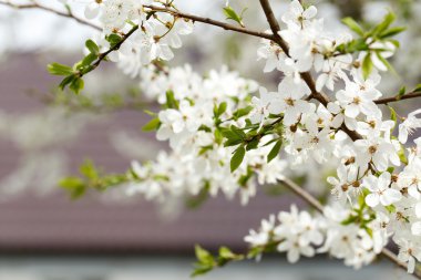 İlkbaharda elma ağacı çiçeği.