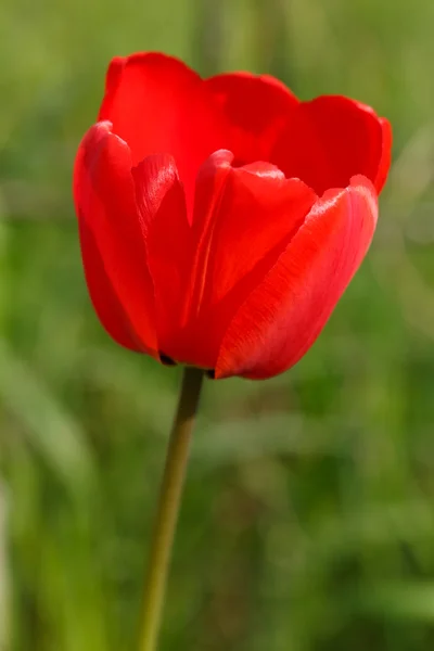 Single red tulip in spring. — Stock Photo, Image