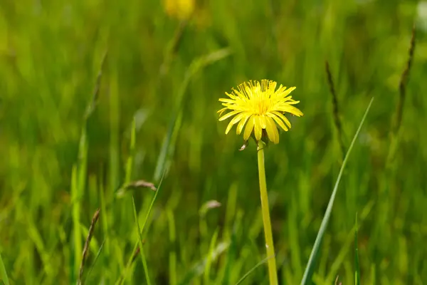 Gele paardebloem in gras op een lentedag. — Stockfoto