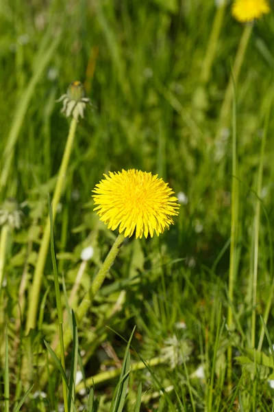 Gele paardebloem in gras op een lentedag. — Stockfoto