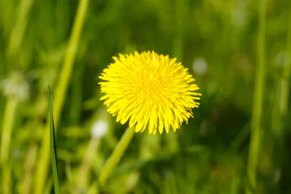 春の日に草の黄色いタンポポ. — ストック写真