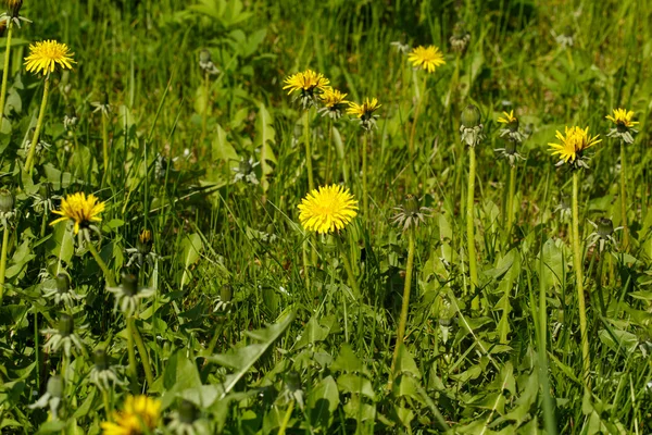 Gele paardebloem in gras op een lentedag. — Stockfoto