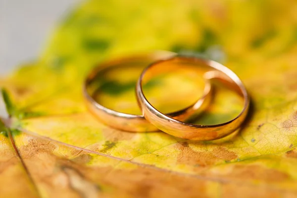 Zlaté snubní prsteny v podzimní listí. — Stock fotografie
