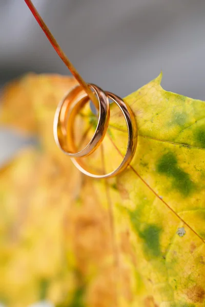 Golden wedding rings in autumn leaves. — Stock Photo, Image