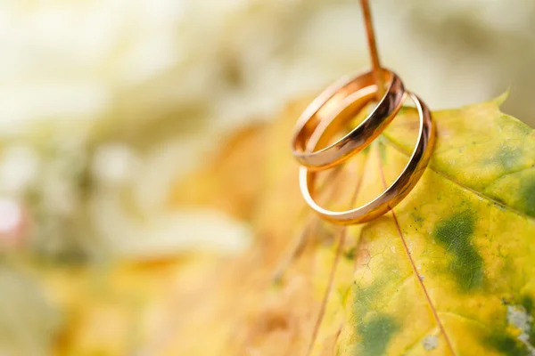 Golden wedding rings in autumn leaves. — Stock Photo, Image