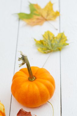 kabak ve akçaağaç yaprakları.