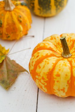 renkli kabaklar ve akçaağaç yaprağı.