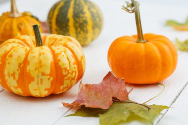 renkli kabaklar ve akçaağaç yaprağı.