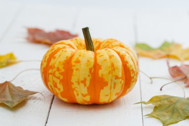 kabak ve akçaağaç yaprakları.