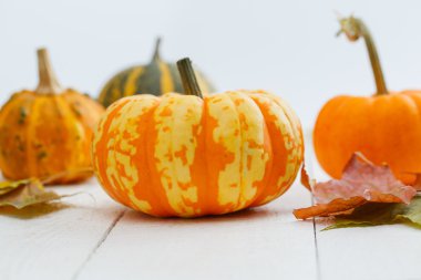 renkli kabaklar ve akçaağaç yaprağı.