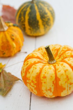 renkli kabaklar ve akçaağaç yaprağı.