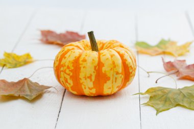 kabak ve akçaağaç yaprakları.