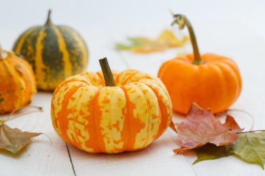 renkli kabaklar ve akçaağaç yaprağı.