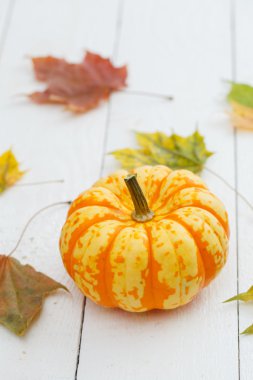 kabak ve akçaağaç yaprakları.