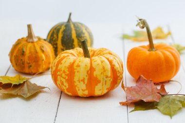 renkli kabaklar ve akçaağaç yaprağı.