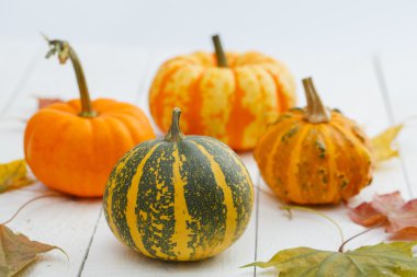 renkli kabaklar ve akçaağaç yaprağı.