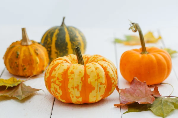 Calabazas coloridas y hojas de arce . Imagen de stock