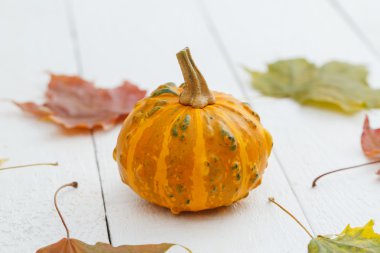 kabak ve akçaağaç yaprakları.