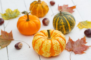 Renkli pumpkins, kestane ve akçaağaç yaprakları.