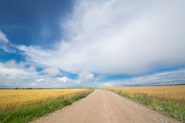 Buğday alan gökyüzü yaz aylarında ile arasındaki yol.