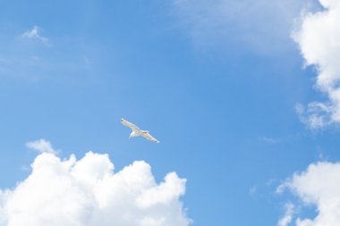 Yaz aylarında mavi gökyüzü sinekli martı.