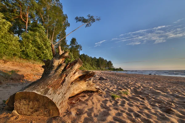 Kum plaj ve Letonya denizde yaz. — Stok fotoğraf
