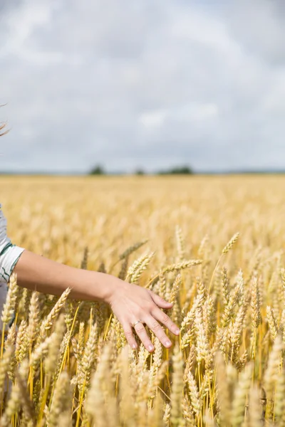 stock image Woman's arm in wheat field.