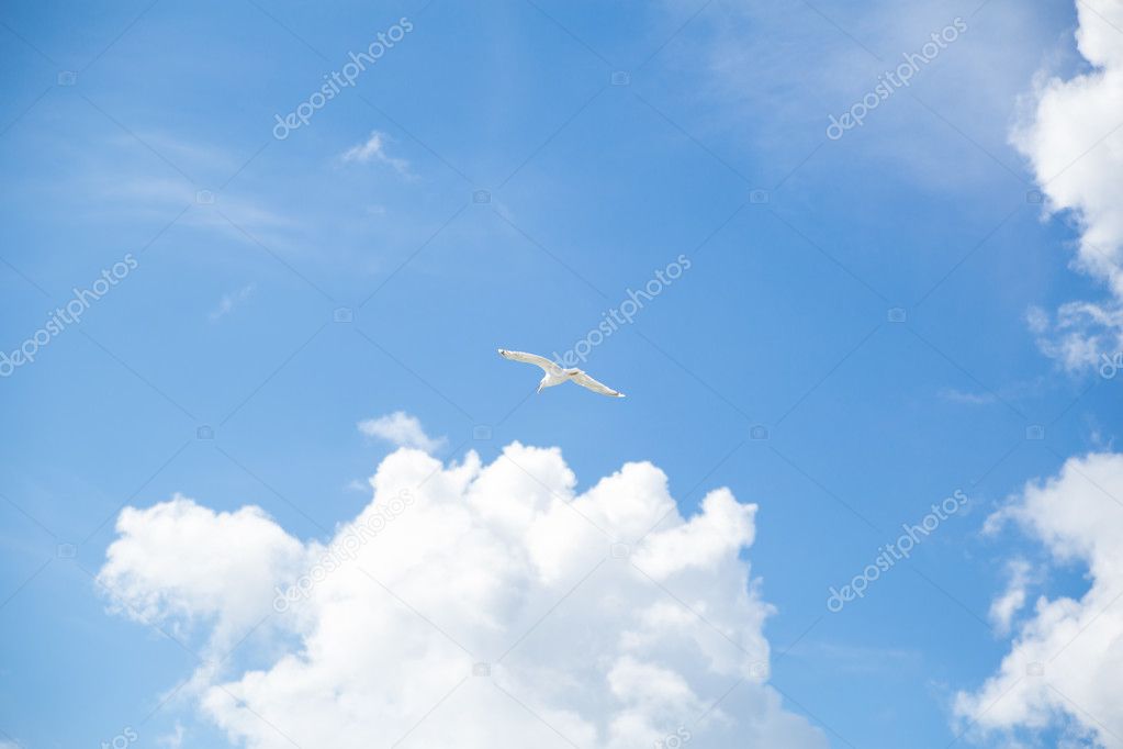 Seagull flies in blue skies in summer.