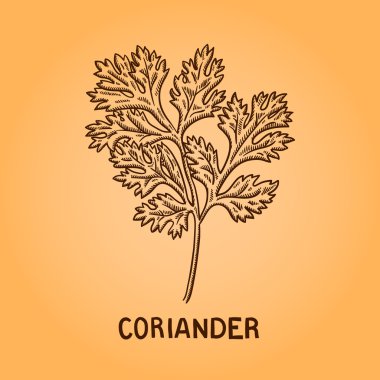 doğal baharat. derleme vektörel çizimler. mutfak otlar, baharatlar. Vintage tarzı. elle çizilmiş.