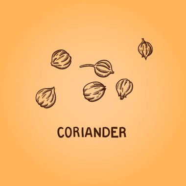 doğal baharat. derleme vektörel çizimler. mutfak otlar, baharatlar. Vintage tarzı. elle çizilmiş.