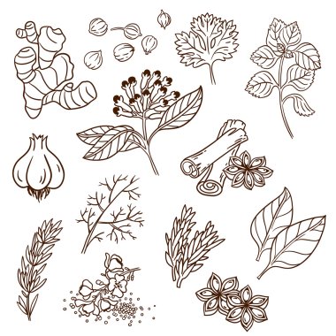 Set of Herbs and Spices. Natural spices. Compilation of vector sketches. Kitchen herbs and spice. Vintage style. Hand drawn.