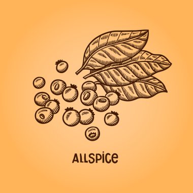 doğal baharat. derleme vektörel çizimler. mutfak otlar, baharatlar. Vintage tarzı. elle çizilmiş.